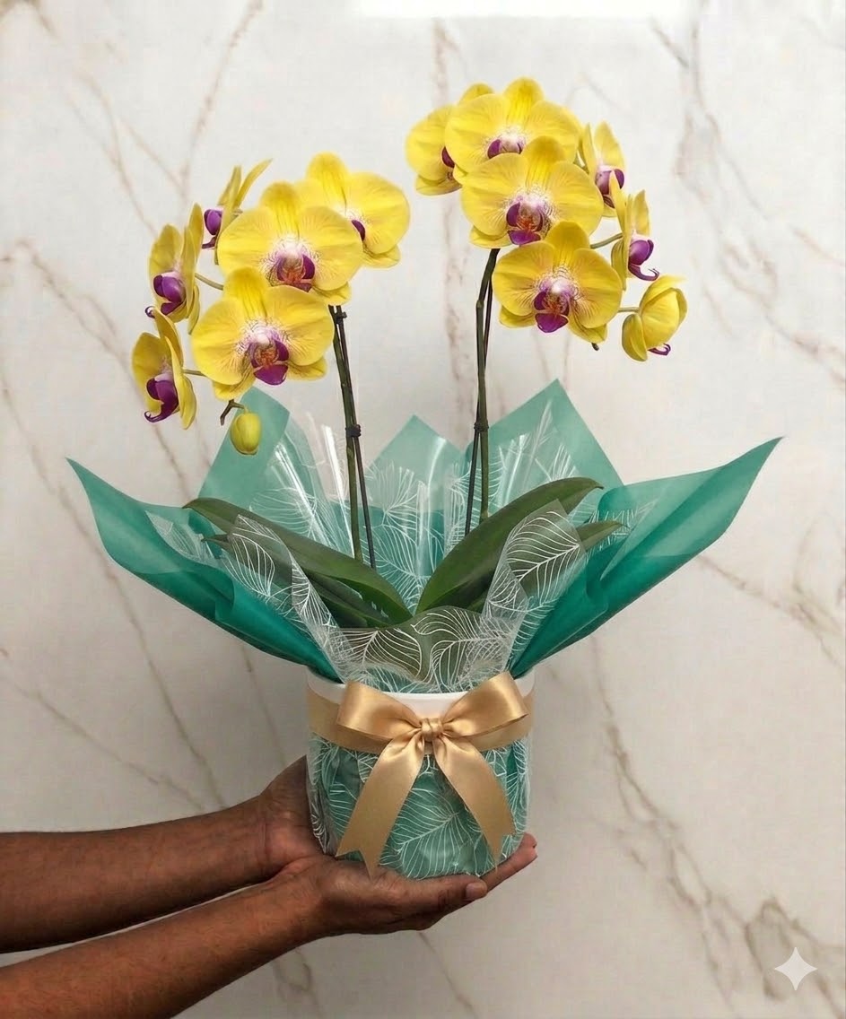 Orquídea Phalaenopsis Amarela Plantada — Floricultura Salvador